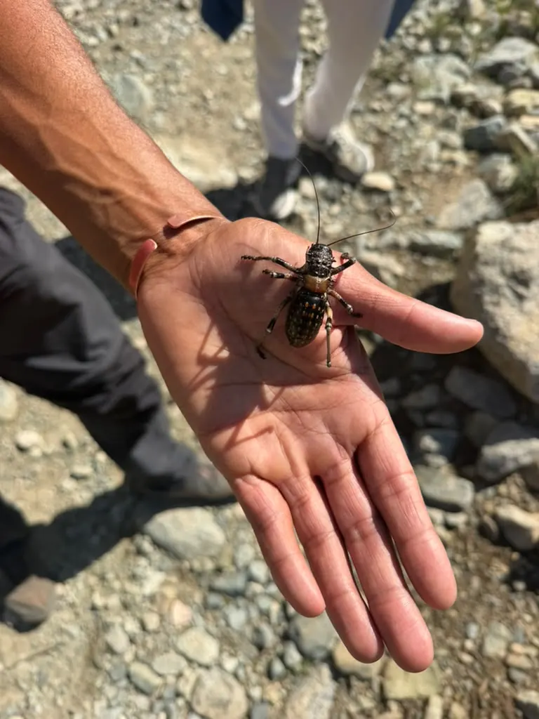 A giant beetle crawling across a hand