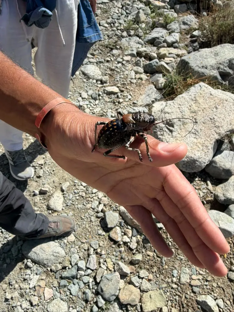 A huge beetle sitting on a hiker's open hand