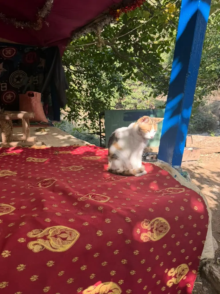 A cat resting on a red Moroccan rug in a Berber house